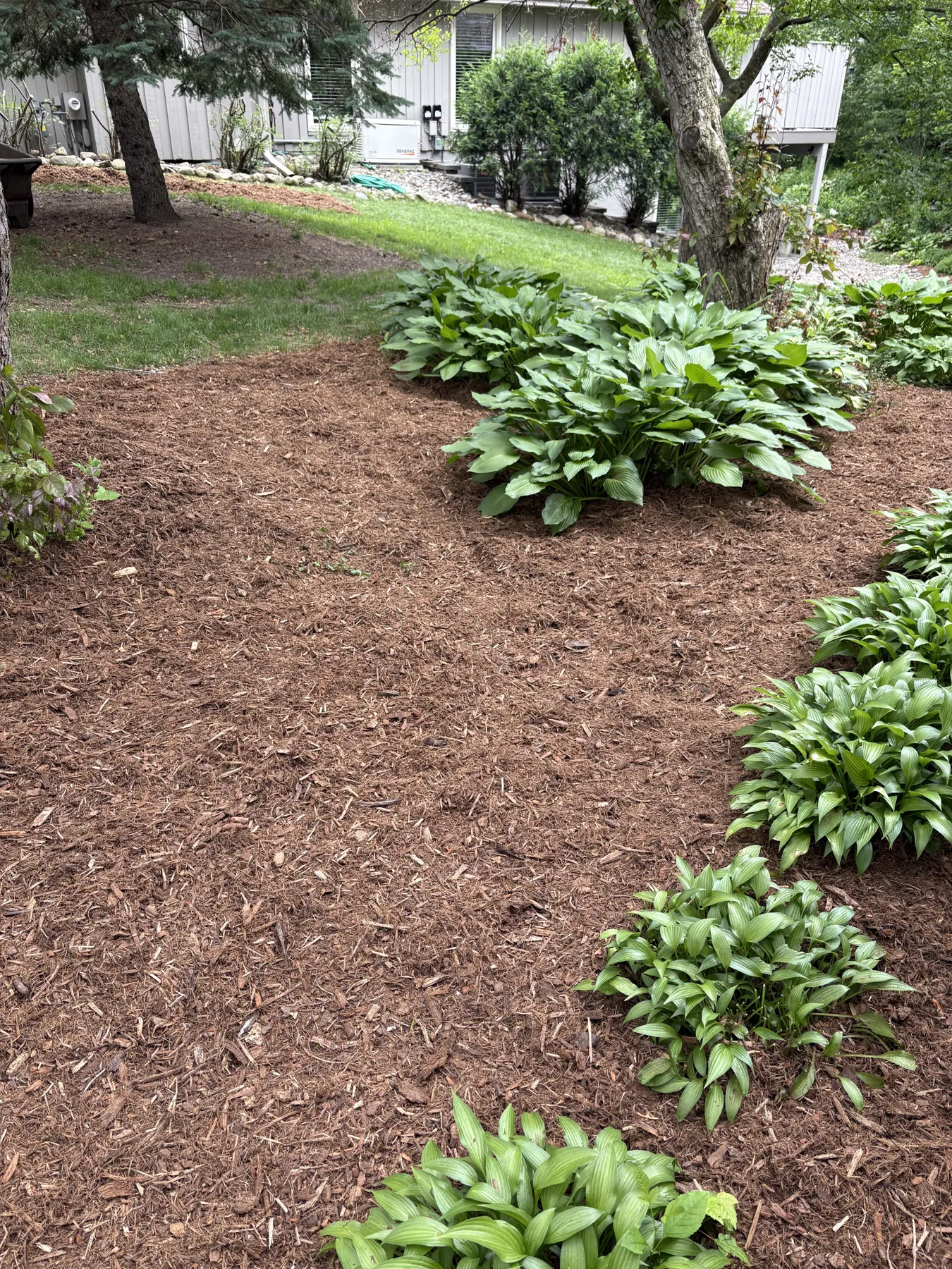 Fresh mulch detail with hostas